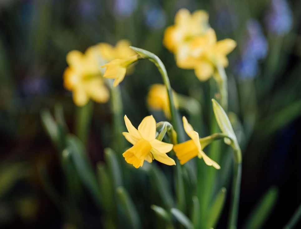 Living Well Centre social groups nature therapy