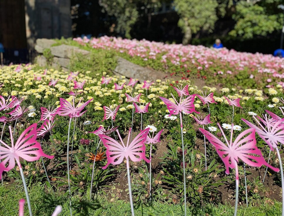 Pink butterfly sculptures on display in the flower beds in front of St Andrew's Spire, Worcester